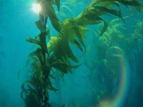 Oahu's secret ingredient: the magic seaweed